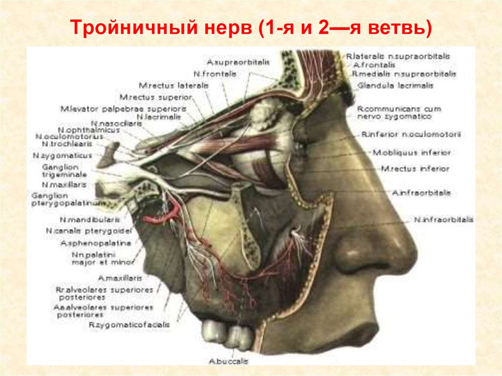 Нервы лицевой области. 2 Ветвь тройничного нерва анатомия. Крылонебный узел тройничного нерва. Тройничный нерв анатомия Синельников. Гассеров узел тройничного.