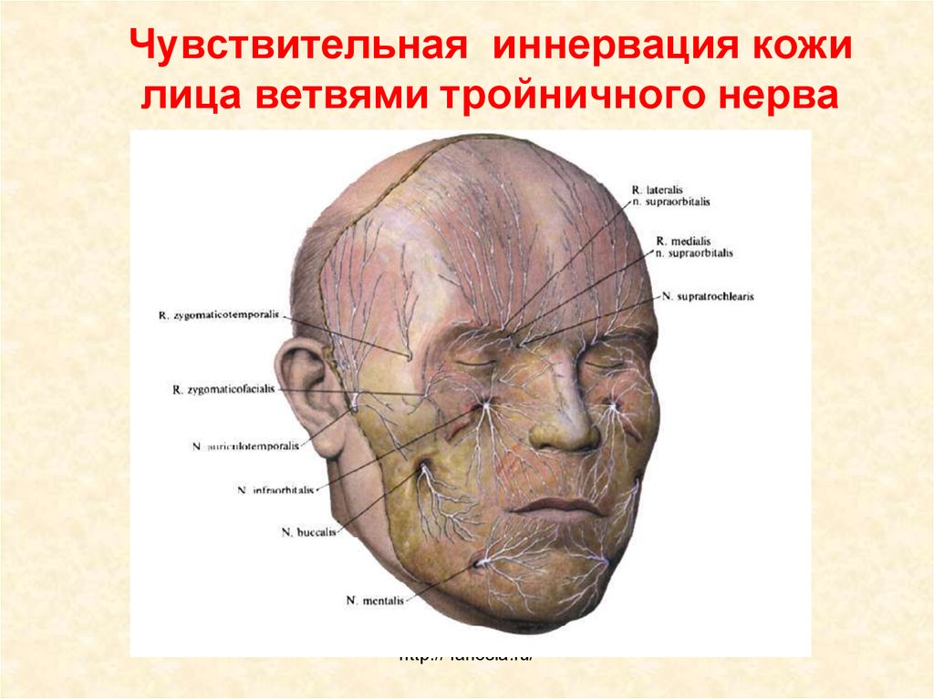 Лицевой нерв череп. Точки иннервации лицевого нерва. Кожные ветви тройничного нерва проекция. Иннервация мышц лица анатомия. Иннервация кожи лица ветвями тройничного нерва.