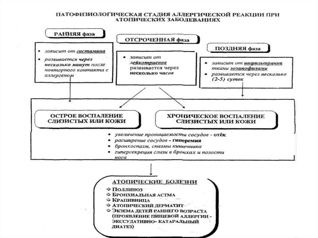 Фазы аллергической реакции схема