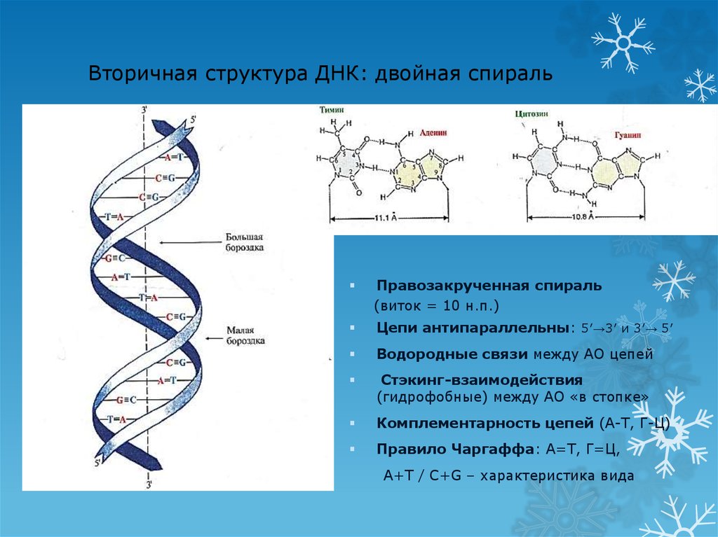 Днк в соединении с белком. Двойная спираль ДНК строение. Двойная спираль нуклеиновых кислот. Первичная структура ДНК двутяжевая спираль. Связи стабилизирующие первичную структуру ДНК.