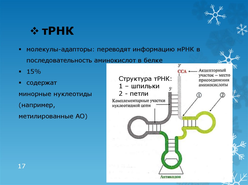 Описание молекул рнк. Акцепторным участком транспортной РНК. Акцепторный участок ТРНК. Структура ТРНК. Строение транспортной РНК.