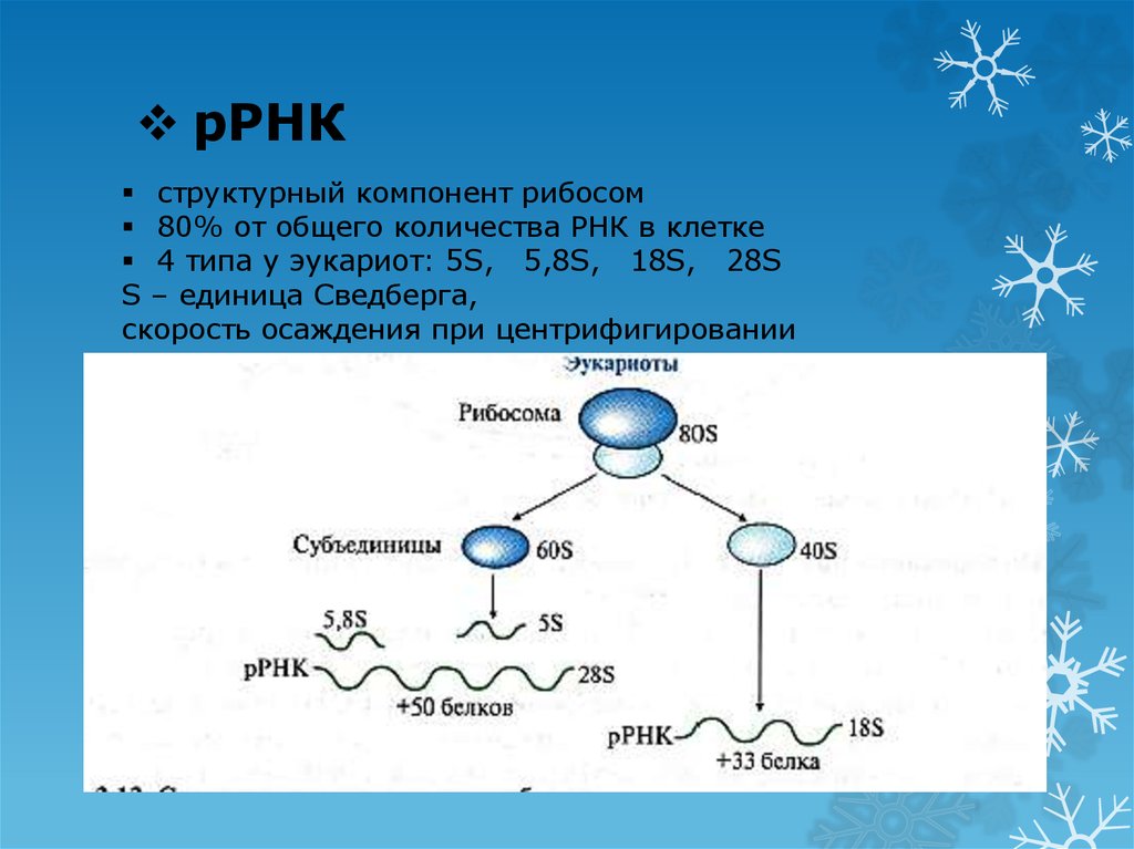 Рнк 8. Строение рибосомы РНК. Структурные компоненты рибосом. Рибосомальная РНК структура. Р-РНК содержится в:.