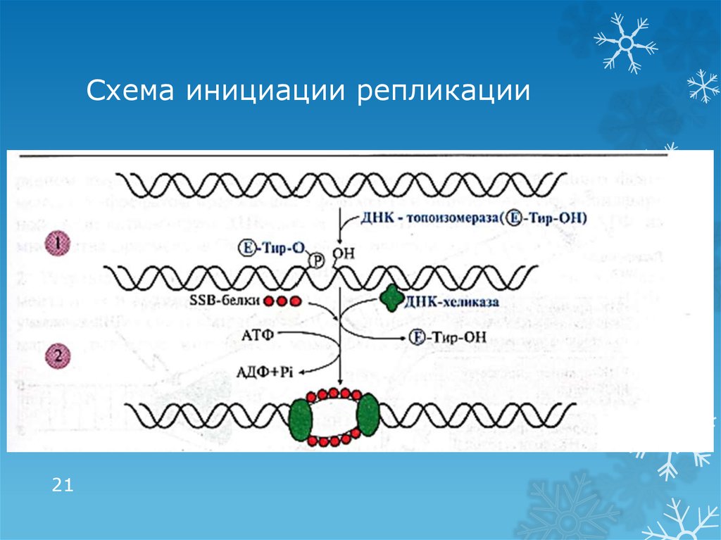 Ssb белок. Схема инициации репликации. Инициация репликации ДНК. Этапы репликации ДНК инициация. Схема репликации ДНК.
