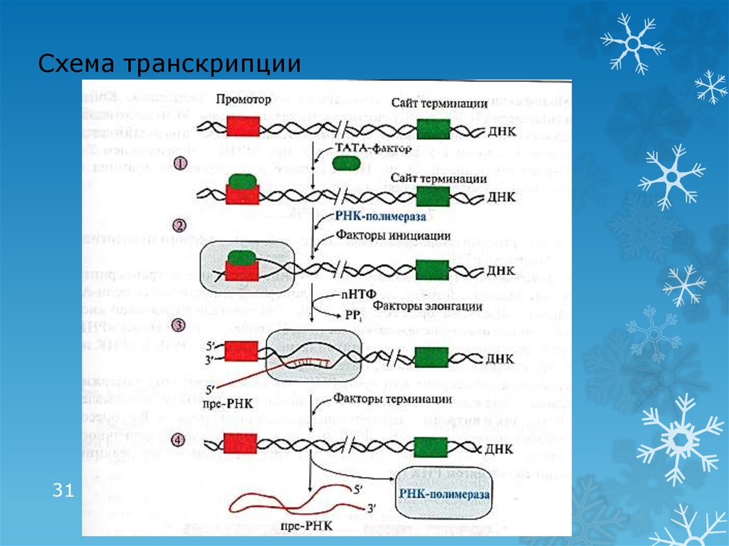 Создание транскрипции. Схема процесса транскрипции. Транскрипция биология схема. Процесс транскрипции в биологии схема. Синтез РНК биохимия схема.