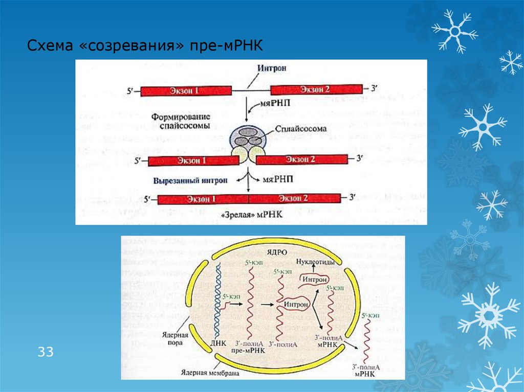 На матрице рнк происходит. Матричная РНК схема. Процессинг МРНК схема. Процессинг пре-МРНК. Процессинг МРНК созревание.