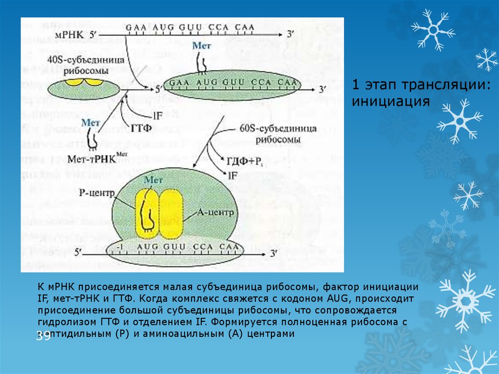 Субъединицы рибосом образуются в. Присоединение МРНК К рибосоме. Этапы трансляции. Инициация трансляции. Мет ТРНК.