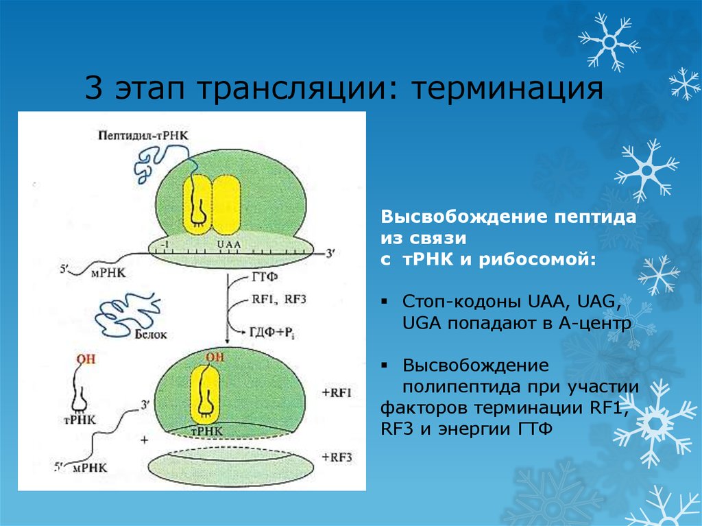 Эфире 3. Терминация синтеза белка. Терминация трансляции. Терминация этапы. Этапы трансляции.