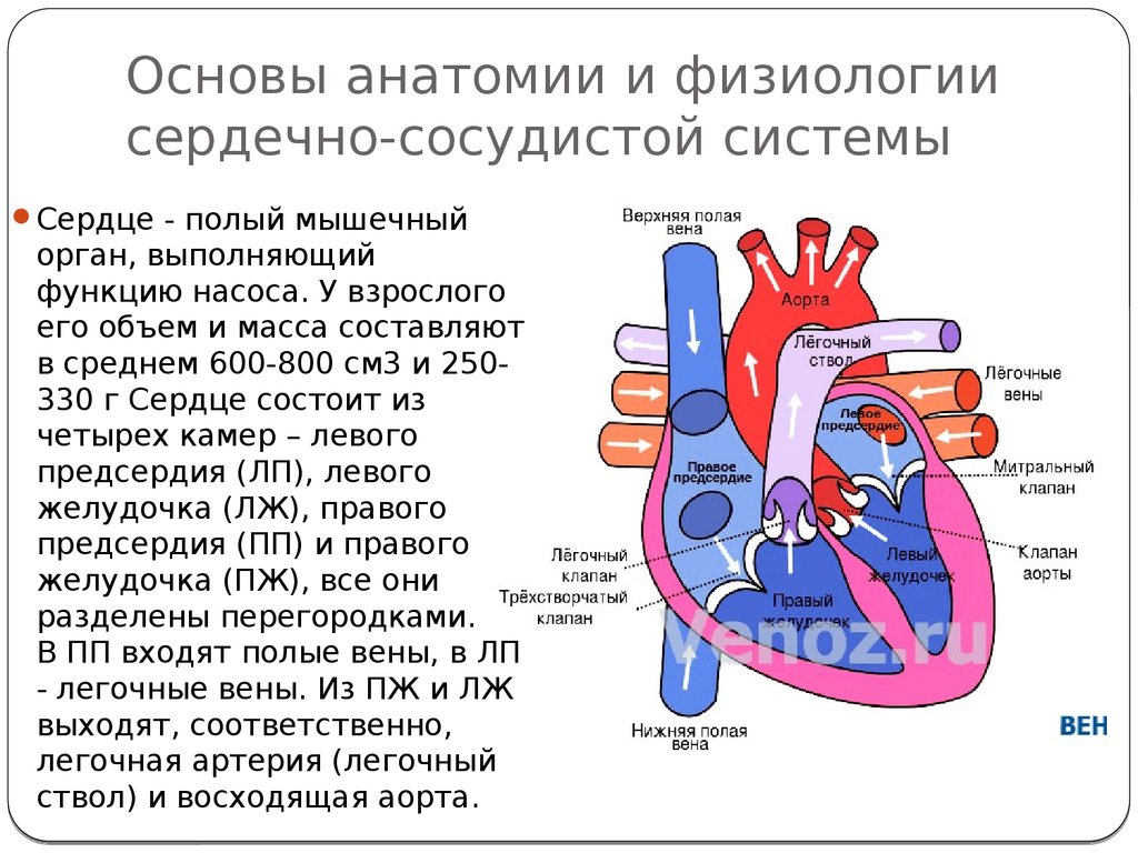 Какая кровь в предсердии. Строение и физиология сердечно сосудистой системы. Строение сердца и кровеносной системы. Строение сердца физиология. Общая схема строения сердца физиология.