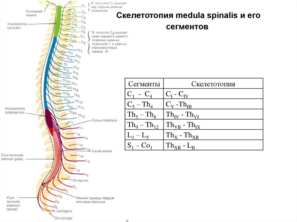 Спинномозговые нервы презентация
