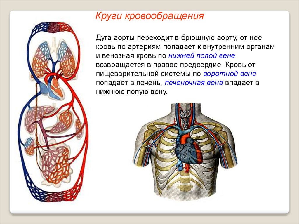 Происходит образование венозной крови из артериальной круг. Круги кровообращения. Круг кровообращения начинается. Сосуды кругов кровообращения. Большой и малый круг кровообращения.