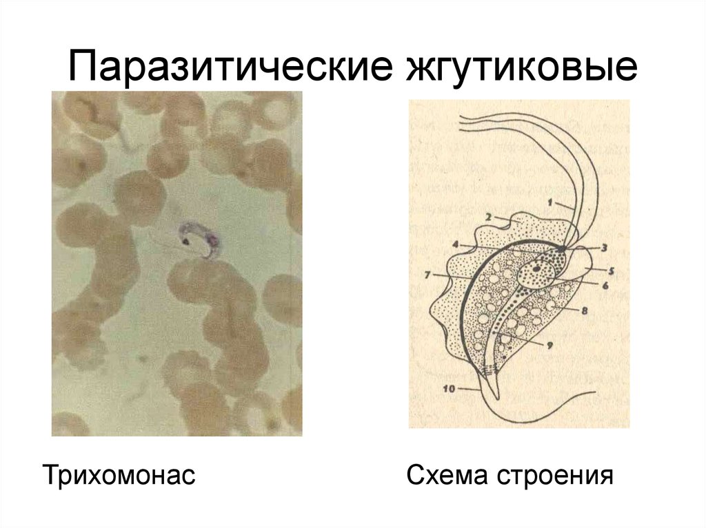 Строение трипаносомы рисунок с подписями