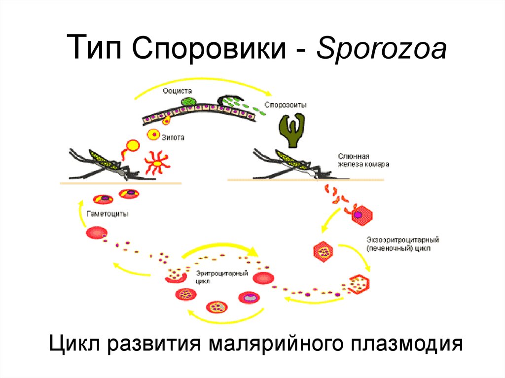 Цикл малярии. Тип Споровики жизненный цикл малярийного плазмодия. Цикл развития малярийного плазмодия. Цикл развития споровиков малярийного плазмодия. Жизненный цикл трехдневной малярии.