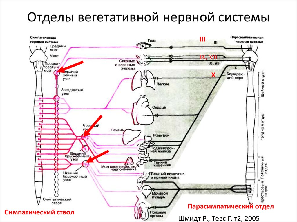 Уменьшает вентиляцию легких симпатическая или парасимпатическая. Парасимпатическая иннервация сосудов. Виды взаимодействия между отделами вегетативной нервной системы. Отделы вегетативной нервной системы глаза. Центры симпатической и парасимпатической нервной системы.