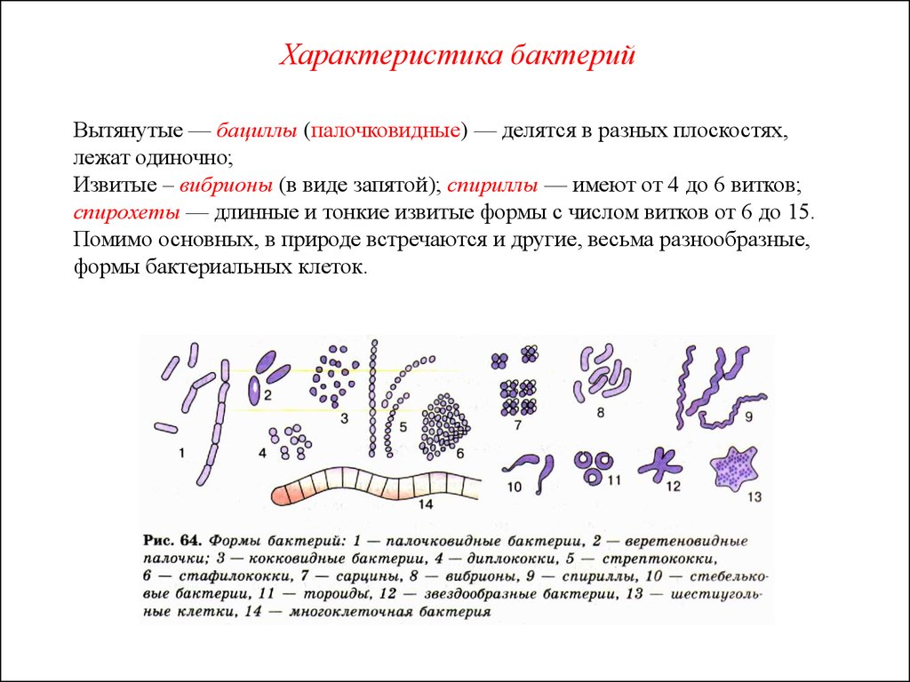 Особенности бактерий. Бациллы бактерии характеристика. Характеристика палочковидных бактерий. Охарактеризовать палочковидные формы микроорганизмов?. Сообщение о бактерии бацилла.