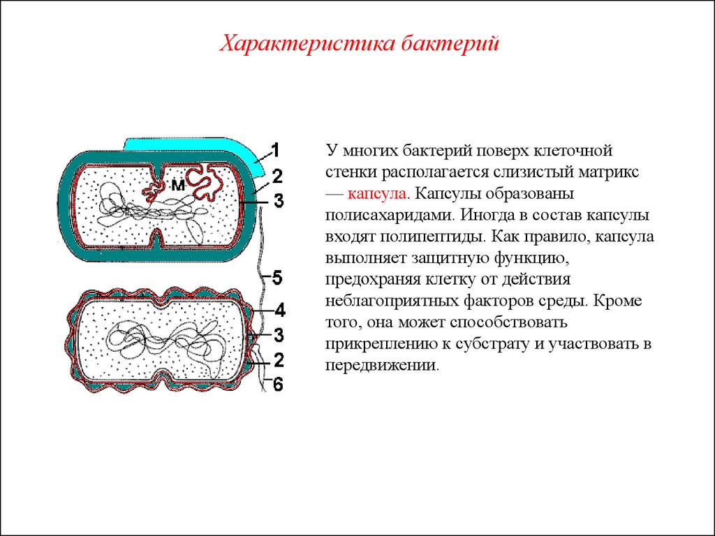 Характеристика бактерий. Слизистая капсула функции у прокариот. Прокариотическая клетка капсула. Функции клеточной стенки бактериальной клетки. Капсула в прокариотической клетке.