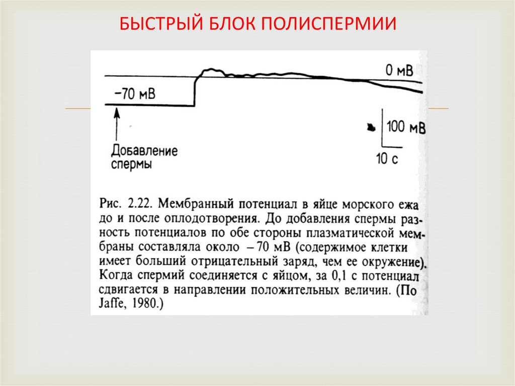 Быстрый блок. Быстрый блок полиспермии. Механизм быстрого блока полиспермии. Медленный блок полиспермии. Механизмы блокады полиспермии.