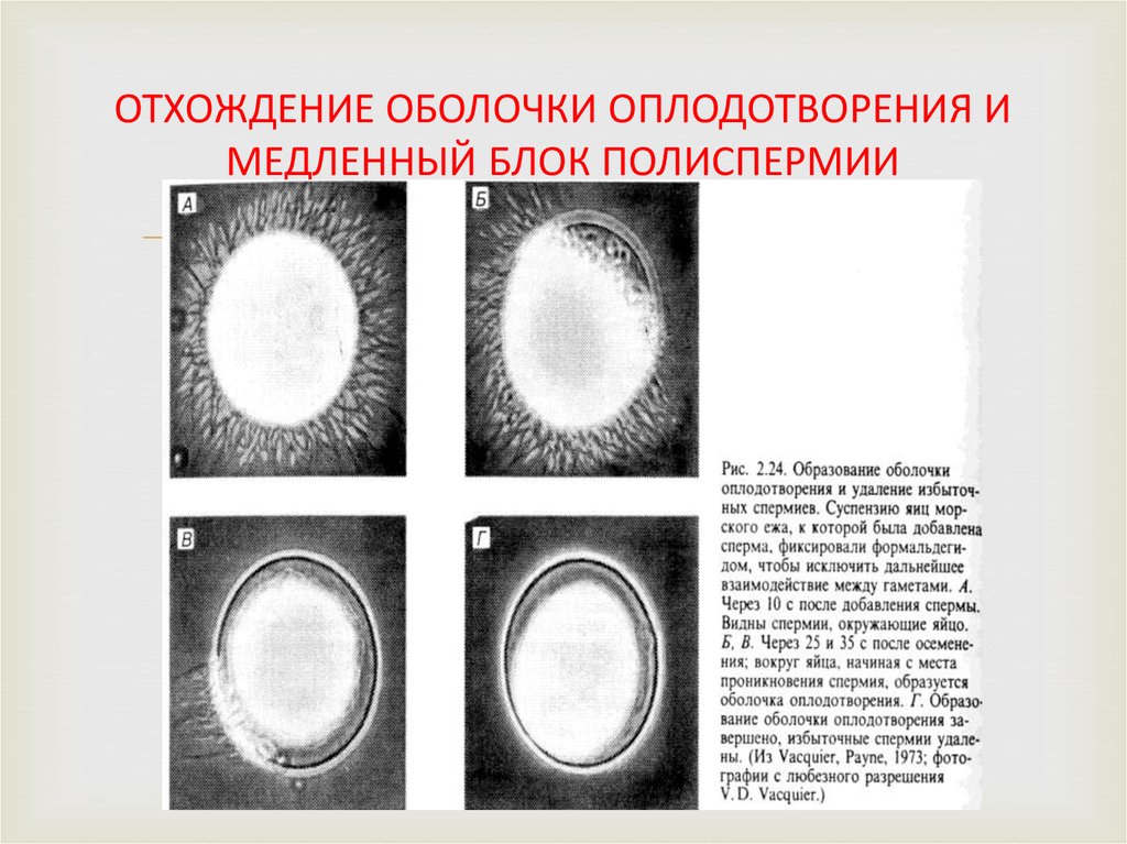 Мужское оплодотворение. Оболочка оплодотворения образуется. Строение оболочки оплодотворения. Когда образуется оболочка оплодотворения. Полиспермия.