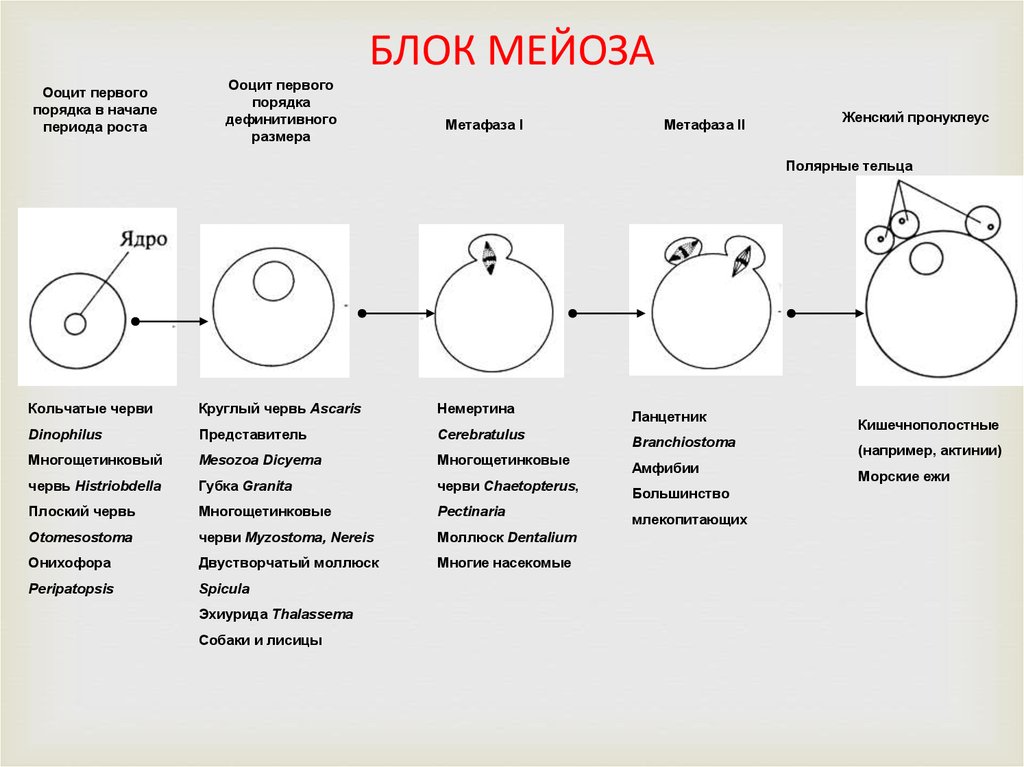 Оплодотворение характеристика