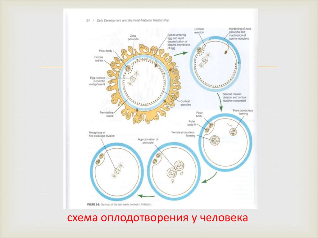 Схема оплодотворения яйцеклетки