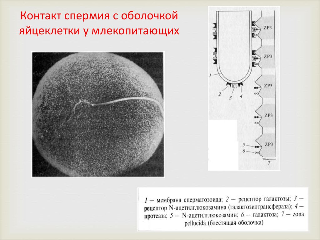 Полиспермия. Мембрана сперматозоида. Оболочки сперматозоида. Кто открыл яйцеклетку млекопитающих. Литическая мембрана сперматозоида.