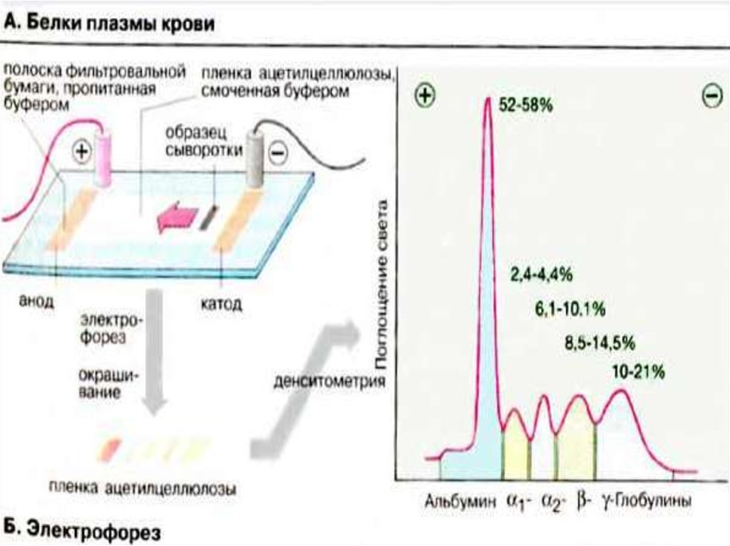 Нарушение белковых фракций. Возрастная динамика белковых фракций..