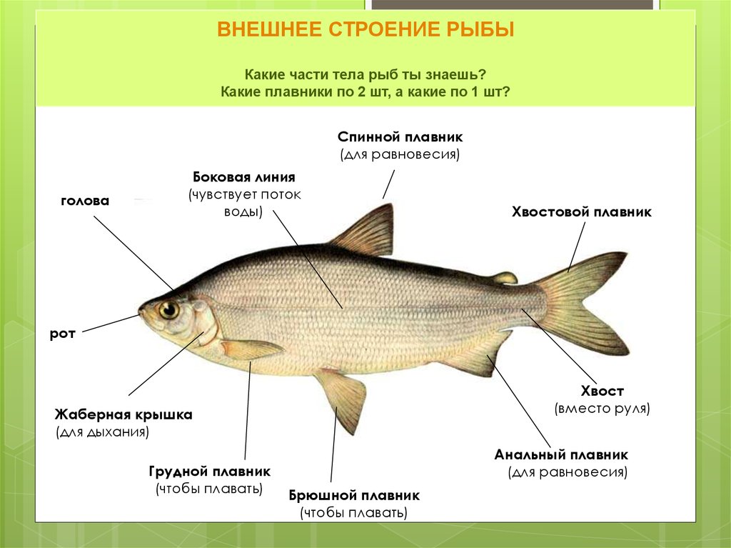 Какие отделы тела имеет рыба. Внешнее строение рыбы биология таблица. Внешнее строение рыбы. Особенности внешнего строения рыб. Строение рыбы внешнее строение.