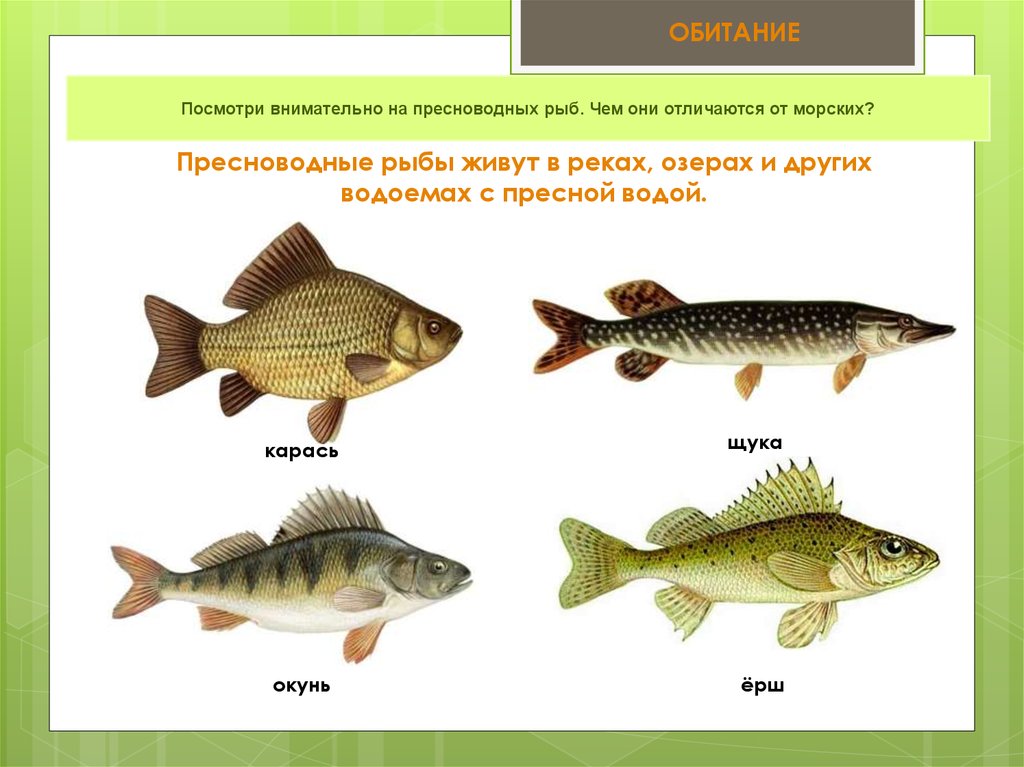 Как Называются Рыбы Фото