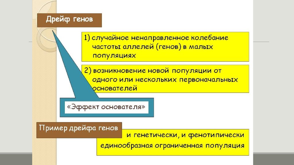 Ген случайных. Дрейф генов примеры. Последствия дрейфа генов. Дрейф генов в малых популяциях. Дрейф генов роль в видообразовании.