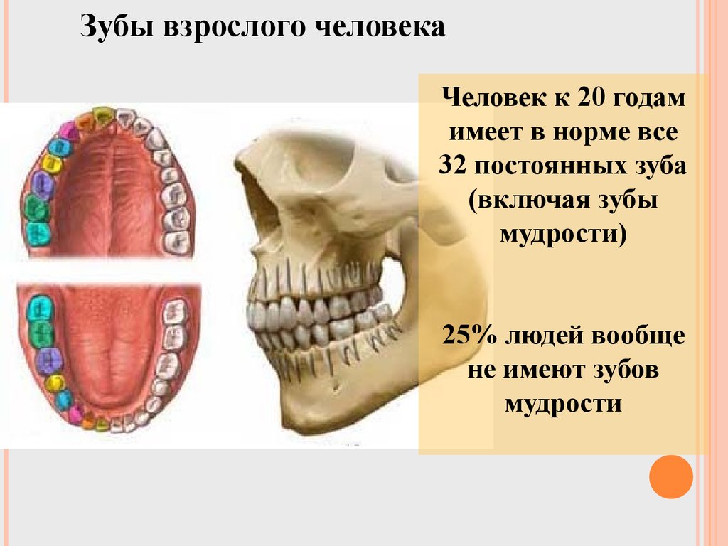 Зубы восьмерки это какие. Зубы человека. Сколько зубов у человека. Сколько зубов у челвоек. Челюсть человека с зубами мудрости.
