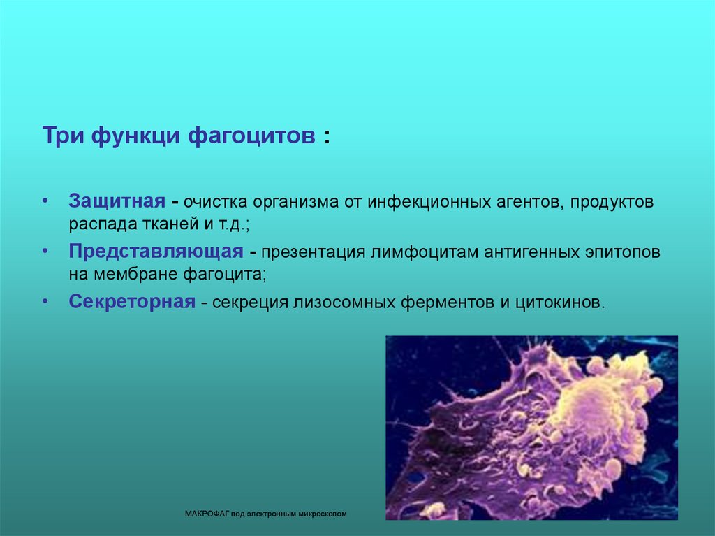 Макрофаги фагоцитоз. Фагоцитарная активность макрофагов. Фагоциты в организме вызывают. Роль фагоцитоза в организме человека. Функции фагоцитов.