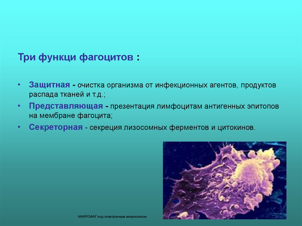 К фагоцитозу наименее способны. Фагоцитарная активность макрофагов. Фагоциты в организме вызывают. Роль фагоцитоза в организме человека. Функции фагоцитов.