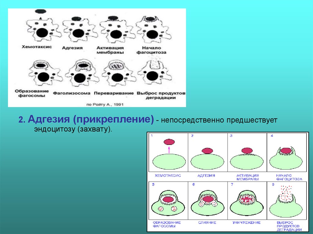 Факторы хемотаксиса. Этапы хемотаксиса и фагоцитоза. Хемотаксис фагоцитоз схема. Хемотаксис это иммунология. Хемотаксис адгезия активация мембраны.