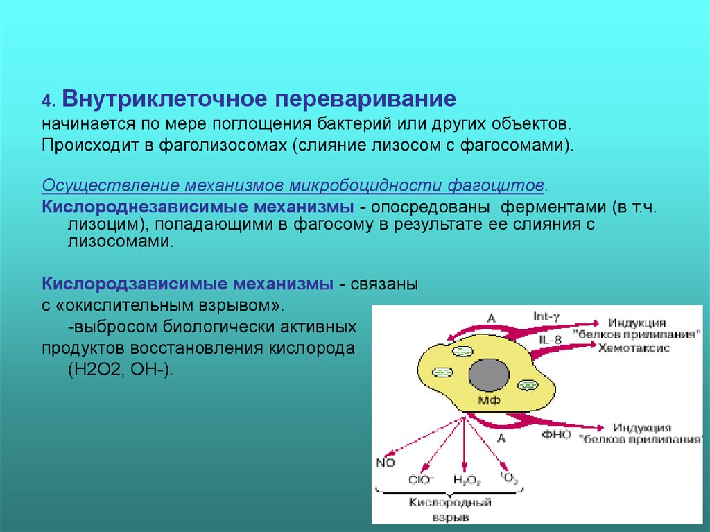 Резистентность клетки. Внутриклеточное переваривание фагоциты. Внутриклеточное переваривание фагоцитоз. Механизм фагоцитоза. Внутриклеточные бактерии.