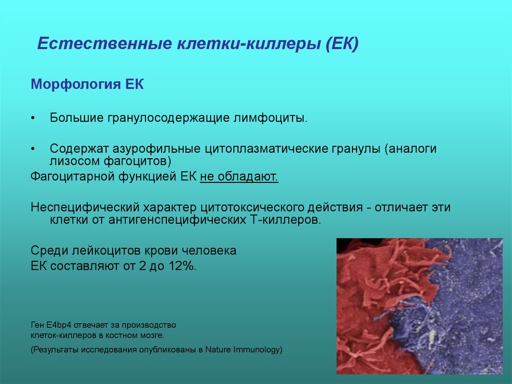 Клеточные неспецифические факторы. Естественные клетки киллеры. Нормальные киллеры клетки. Функции естественных киллеров иммунология. Естественные киллеры гранулы.