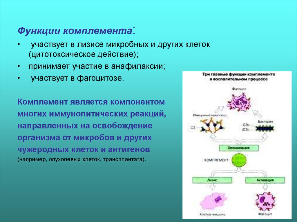 Реакция организма клетки на. Система комплемента механизм. Цитолитическая функция системы комплемента. Роль системы комплемента компонента. Основные функции системы комплемента.