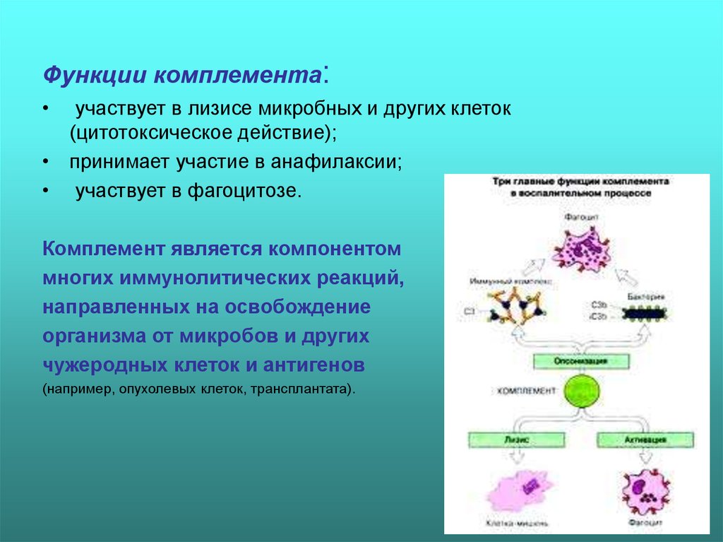 Принимают участие в процессе. Основные функции системы комплемента. Неспецифической резистентности. Система комплемента.. Роль системы комплемента компонента. Основная функция системы комплемента.