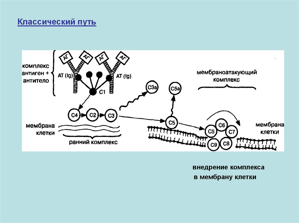 Факторы неспецифической резистентности схема