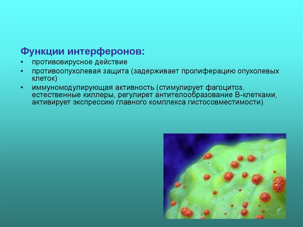 Функцию защиты выполняют. Механизм действия вируса. Механизм действия интерферона на вирус. Механизм воздействия вируса на клетку. Механизмы воздействия интерферонов на вирусы..