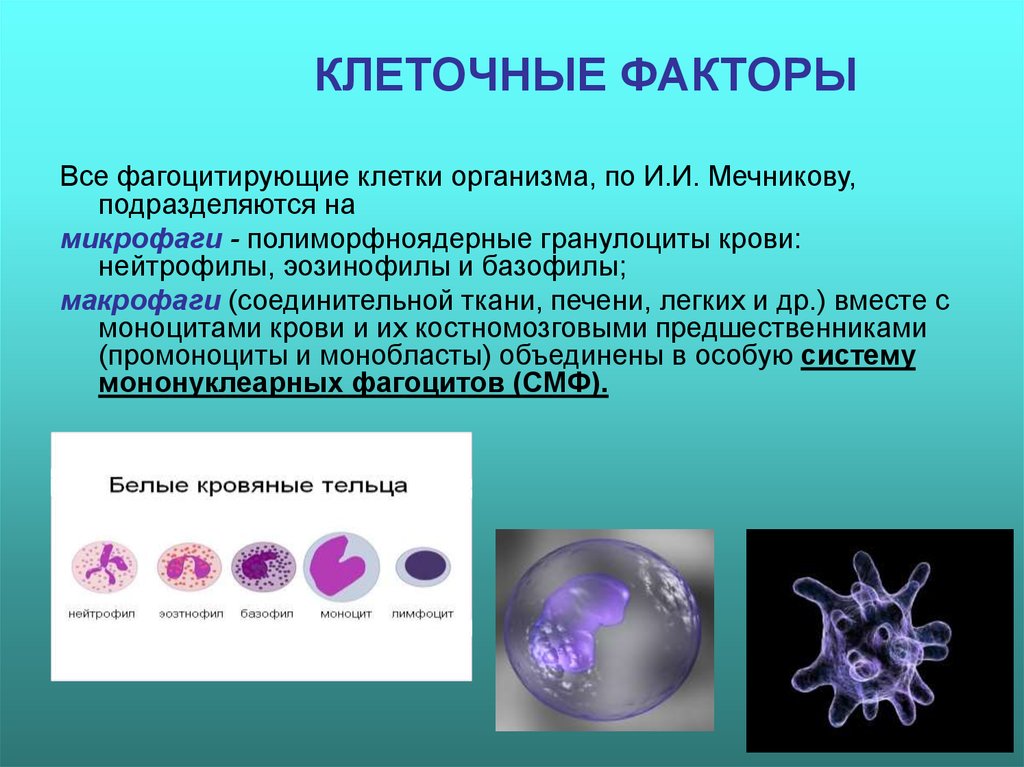 Клеточные неспецифические факторы. Клеточные факторы. Фагоцитирующие клетки организма. Клеточные факторы защиты организма. Виды фагоцитирующих клеток.