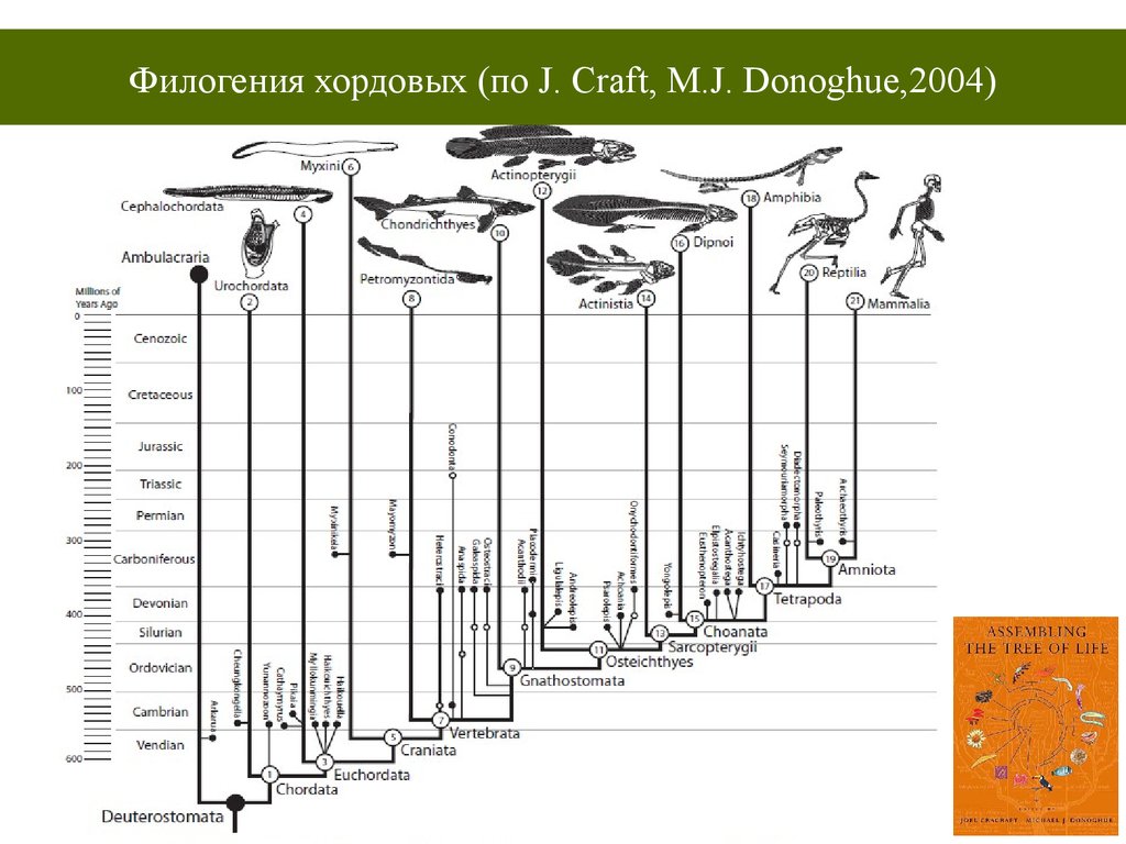 Последовательность появления рыб. Ordovician and Silurian periods Flora.