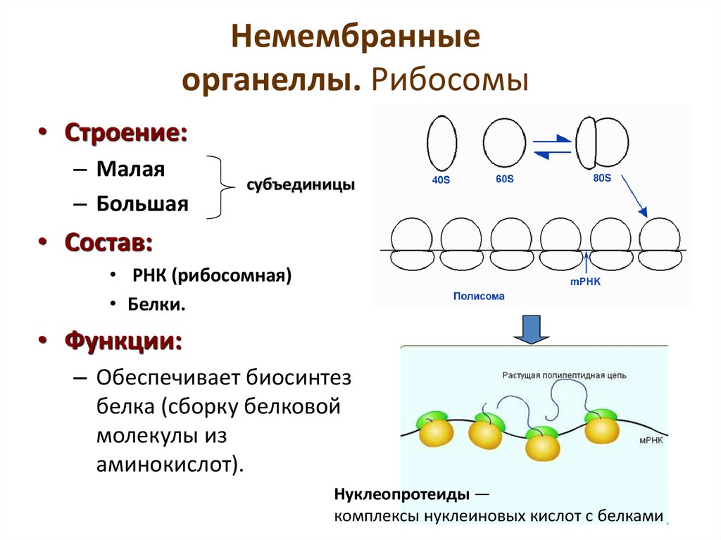 Какие немембранные органоиды могут связываться с эпс. Рибосомы строение и функции.