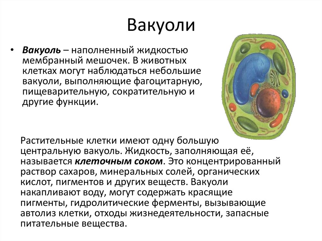 Клеточный кратко. Вакуоль растительной клетки 5 класс биология. Функции вакуолей в растительной клетке. Центральная вакуоль растительной клетки функции. Функции вакуоли в клетке растений.