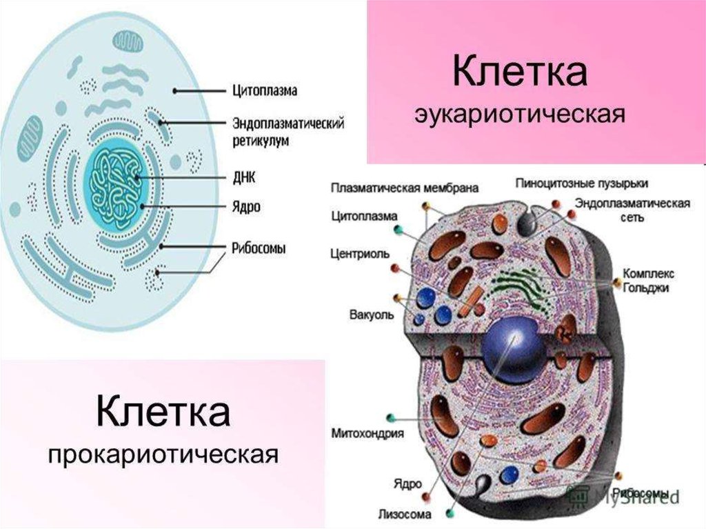 Строение каких организмов эукариотической клетки доказывает. Строение эукариотической клетки структура клетки. Строение клетки эукариот схема. Строение эукариотических клеток схема. Строение эукариот эукариоты клеток.