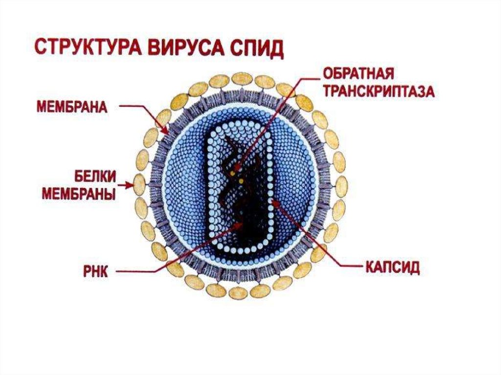 Белковый капсид. Структура вируса СПИД. Структура вируса ВИЧ. Строение вируса ВИЧ рисунок. Строение вириона ВИЧ.