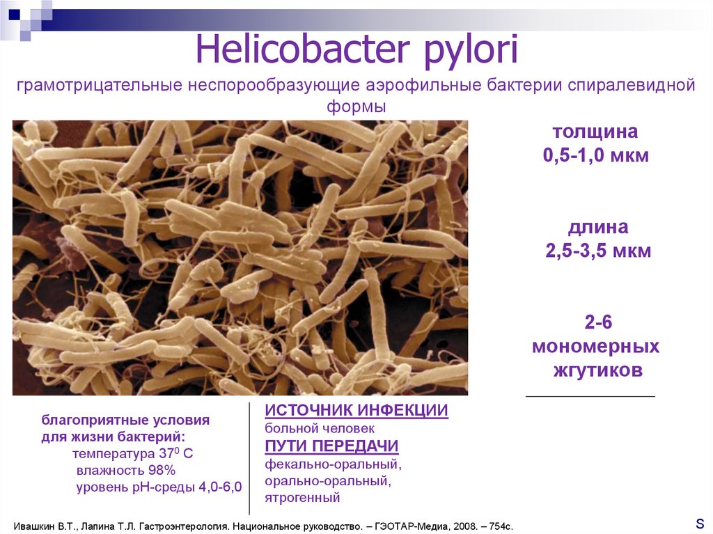 Хеликобактер отзывы. Хеликобактер пилори 0.736. Хеликобактер пилори таксономия. Хеликобактер пилори жгутики.