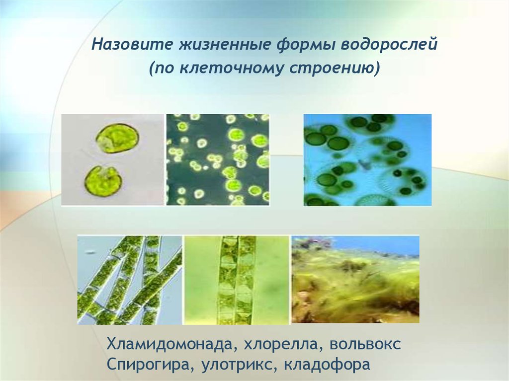 Зеленые водоросли форма. Водоросли хлорелла улотрикс хламидомонада. Хлорелла и вольвокс. Хлорелла и улотрикс. Хламидомонада • спирогира • хлорелла.