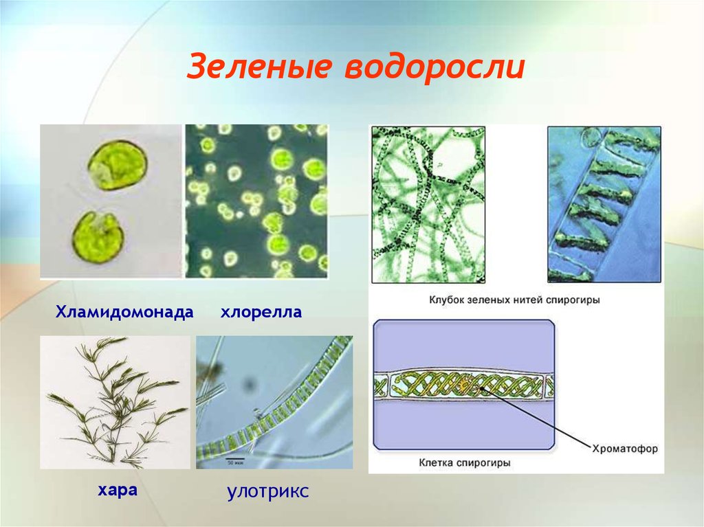 В каких биотехнологиях используют одноклеточные водоросли. Водоросли хлорелла улотрикс хламидомонада. Хроматофоры водорослей улотрикс. Ламинария и улотрикс. Зеленые водоросли улотрикс.