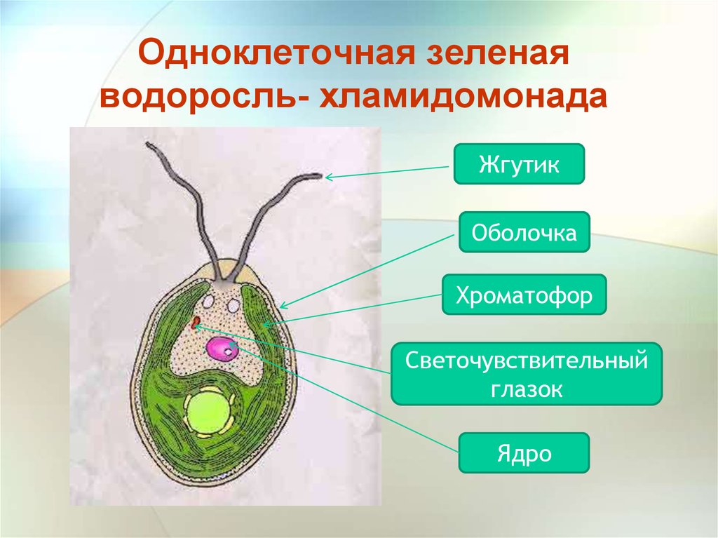 Появление одноклеточных водорослей. Одноклеточная водоросль хламидомонада. Зелёные водоросли хламидомонада. Одноклеточные растения хламидомонада. Одноклеточные зеленые водоросли.