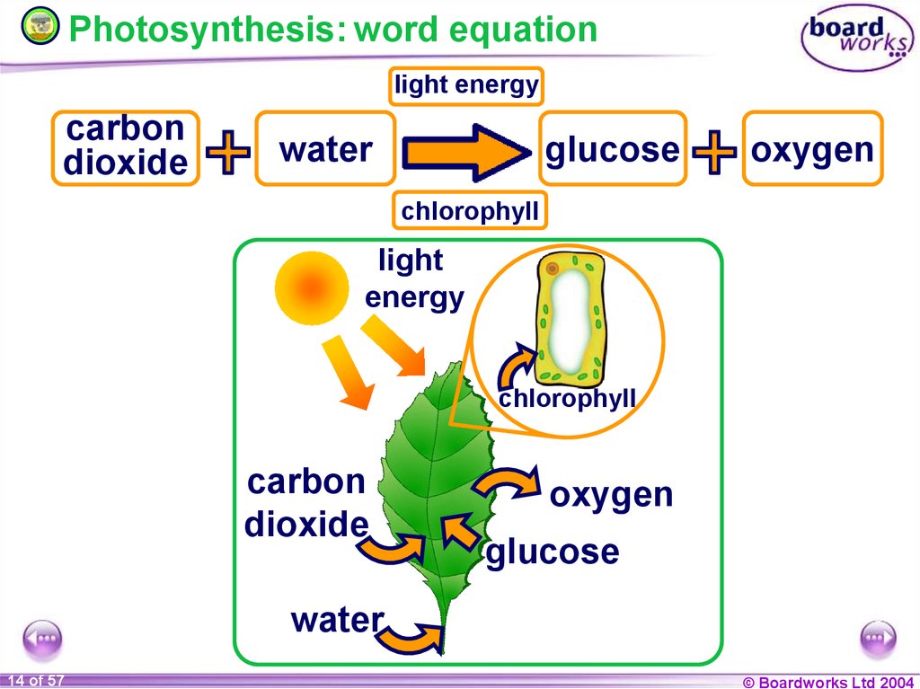 KS4 Plant Nutrition Plant Nutrition 