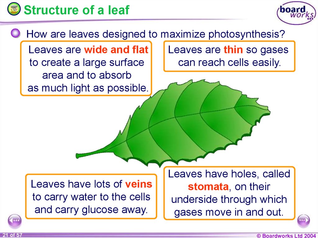 Leaf Structure And Function Notes